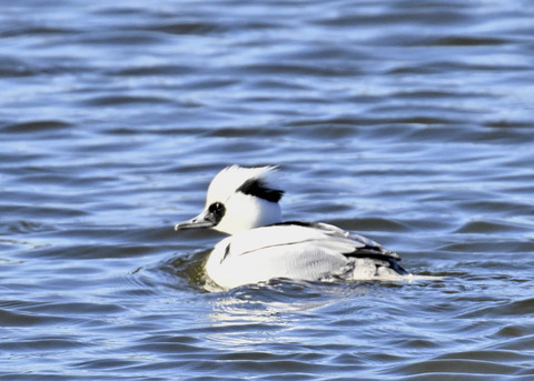 ミコアイサ♂4688