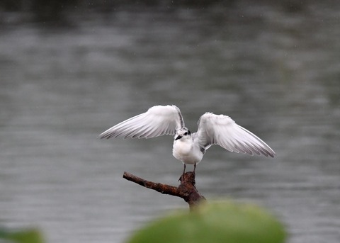 クロハラアジサシ幼鳥1834