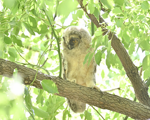 トラフズク雛5499
