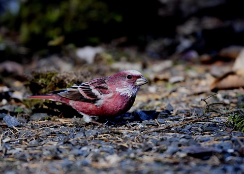 オオマシコ♂9130