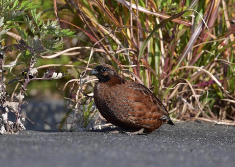 コリンウズラ若鳥2012