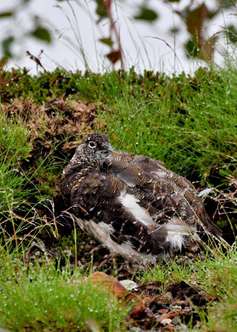 ライチョウ夏羽♂3749
