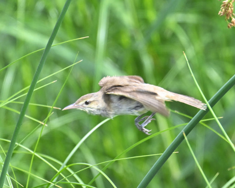 オオヨシキリ7494