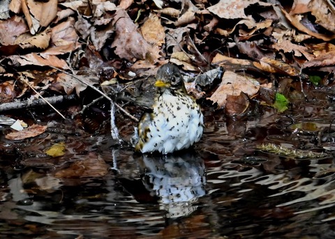 クロツグミ♀5825