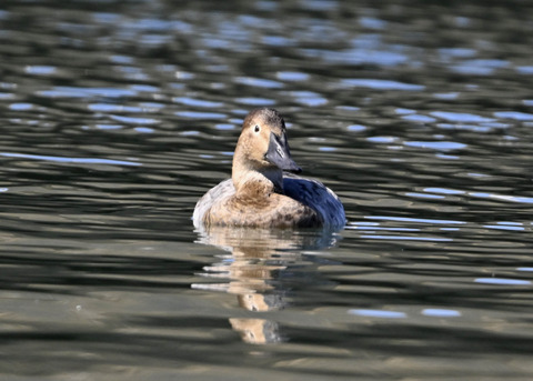 オオホシハジロ♀9539