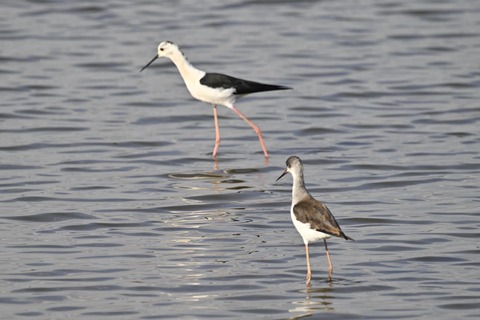 セイタカシギ幼鳥3892