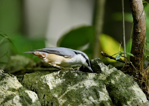 ゴジュウカラ0365