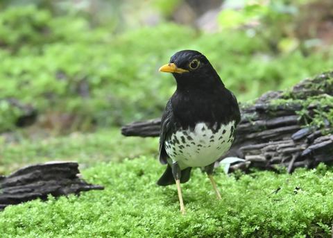 クロツグミ♂5566