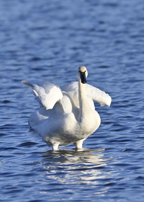 アメリカコハクチョウ9012