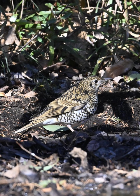 トラツグミ7107
