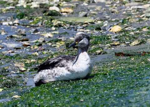 ｱｶｴﾘｶｲﾂﾌﾞﾘ7567