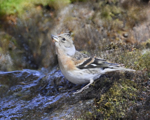 アトリ♀8076