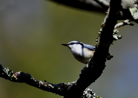 ゴジュウカラ2640