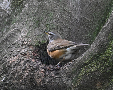 マミチャジナイ2309