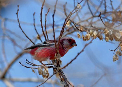 ベニマシコ♂1332