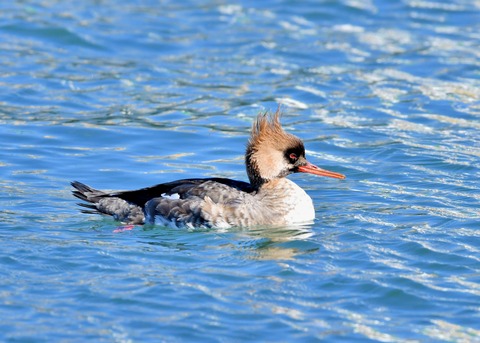 ウミアイサ♀2906