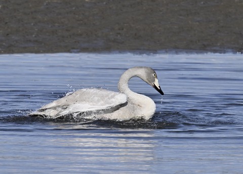オオハクチョウ幼鳥3766