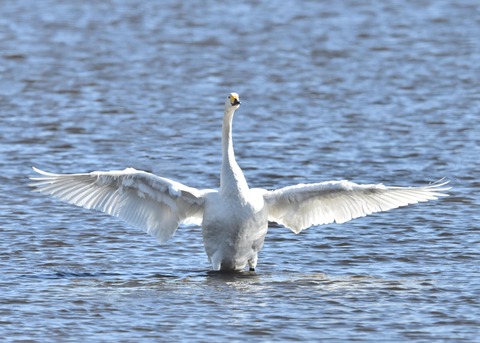 オオハクチョウ1549