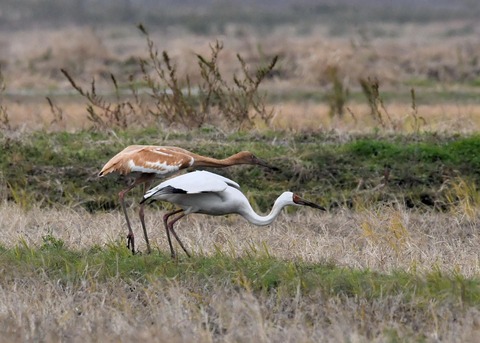 飛ぶ・ソデグロヅル7857