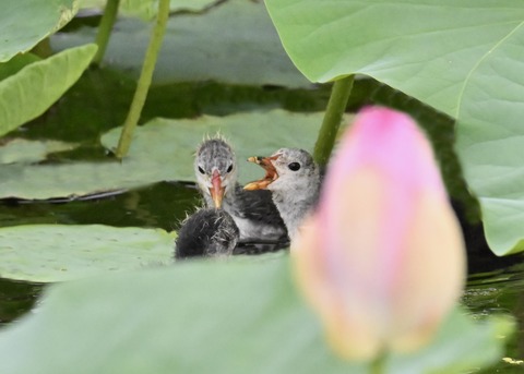 オオバンのヒナ6063