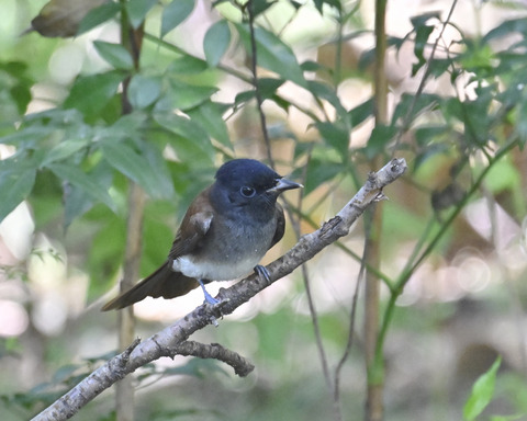 さんこうちょう7975