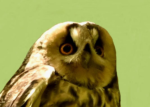 トラフズク♀2001