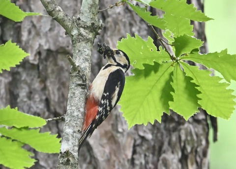 アカゲラ♀5364