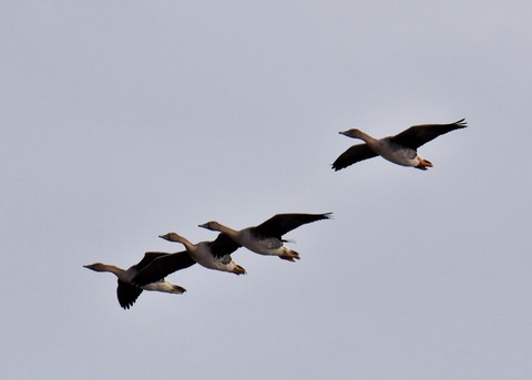 ヒシクイ6181 - コピー