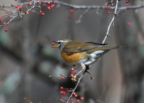 マミチャジナイ1086