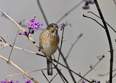 ベニマシコ♀0749