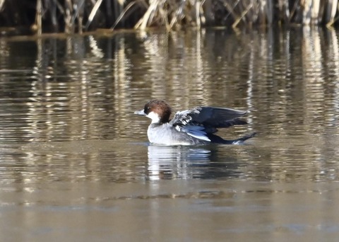 ミコアイサ♀0101
