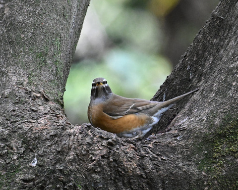 マミチャジナイ2525