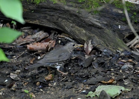 クロツグミ幼鳥6096