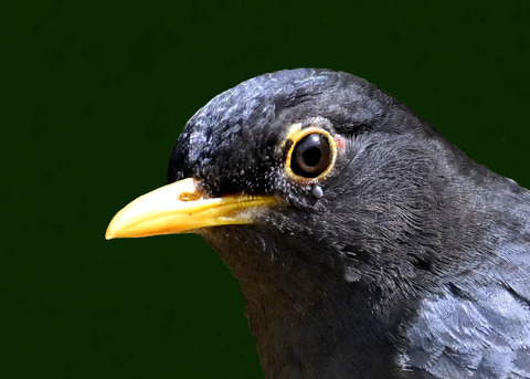 クロツグミ♂5001