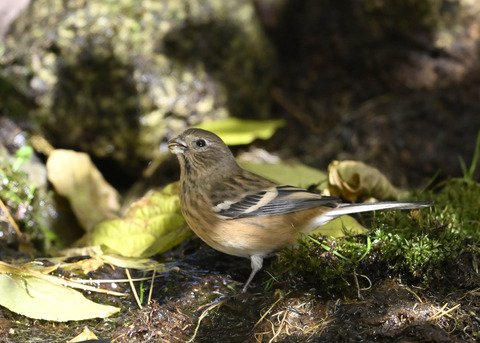 ベニマシコ♀4131