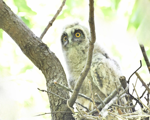 トラフズクのひな②2750