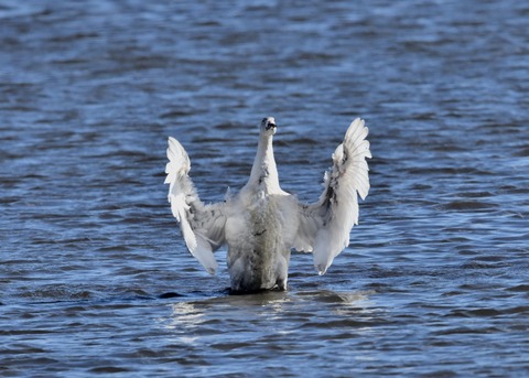 オオハクチョウ幼鳥1951