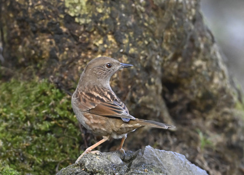 カヤクグリ3784