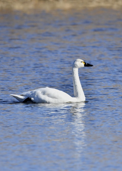 アメリカコハクチョウ①0283