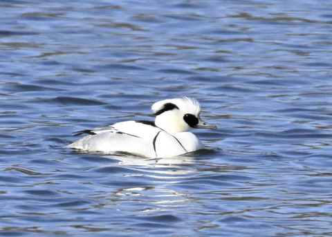 ミコアイサ♂4376