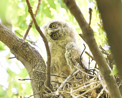 トラフズクのひな②2670