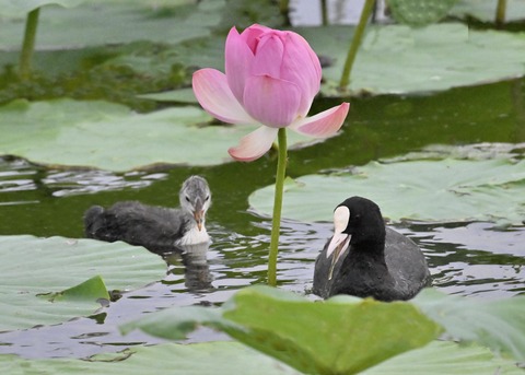 オオバン親子6765