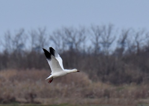 ハクガン6652 - コピー