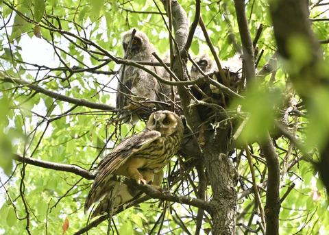 トラフズク♀2786