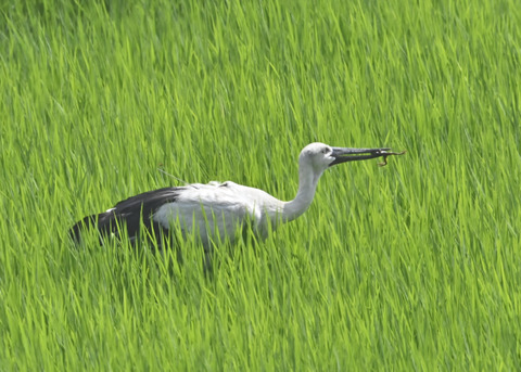 コウノトリ♂(ひかる)1064
