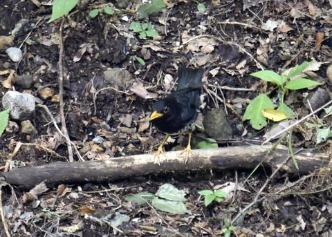 クロツグミ♂3380