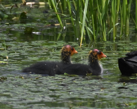 オオバンのひな6145