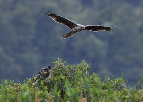 ズグロチュウヒ3294