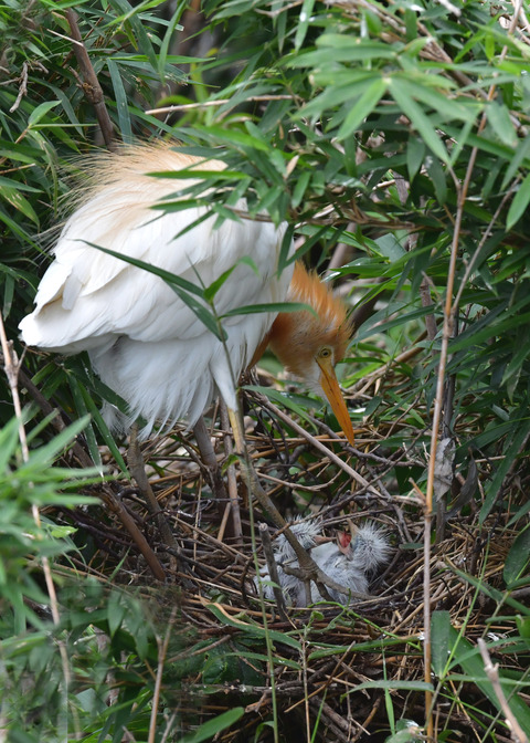 アマサギ7467