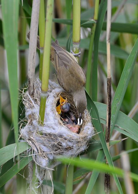 オオヨシキリのひな6273◎
